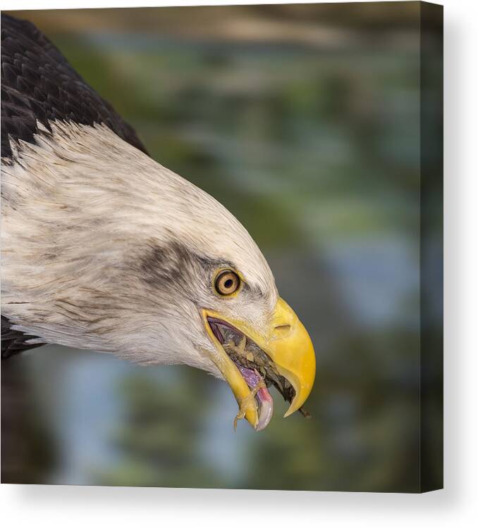 Bald Eagle Canvas Print featuring the photograph Baldy Eating Lunch by Bill and Linda Tiepelman