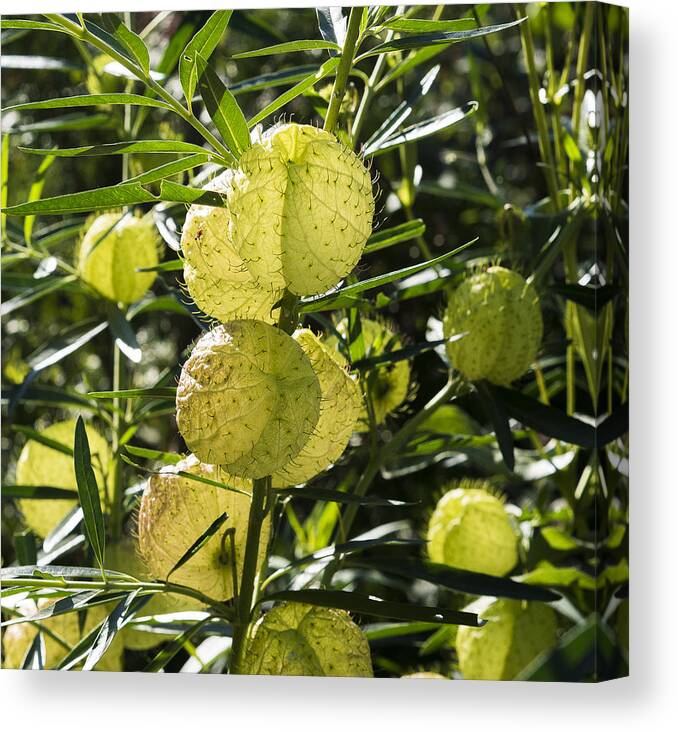 Gardens Canvas Print featuring the photograph Balloon plant by Steven Ralser