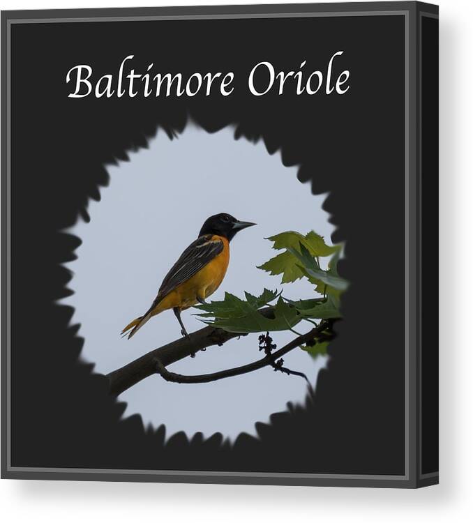 Baltimore Oriole Canvas Print featuring the photograph Baltimore Oriole by Holden The Moment