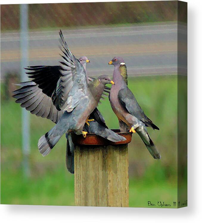 Birds Canvas Print featuring the photograph Band-Tailed Pigeons #1 by Ben Upham III