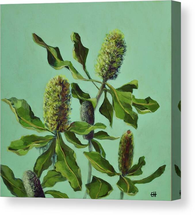 Australian Flora Canvas Print featuring the painting Banksias Australian Flora Painting by Chris Hobel