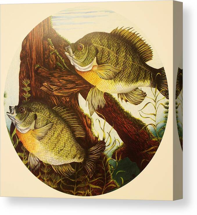 Fishing Canvas Print featuring the drawing Basking Bluegills by Bruce Bley