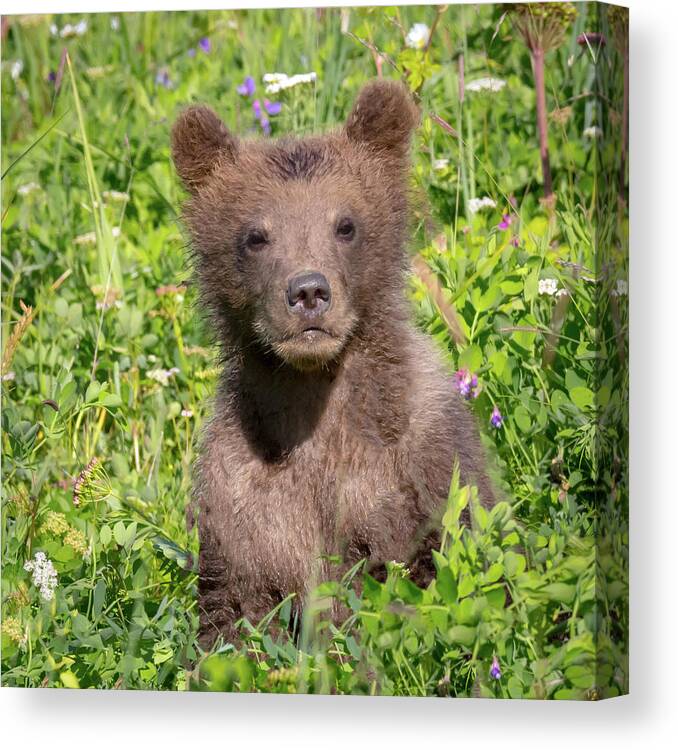 Bear Canvas Print featuring the photograph Bear Cub Cuteness by Jack Bell