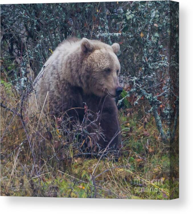 Bear Canvas Print featuring the photograph Bear square by Torbjorn Swenelius