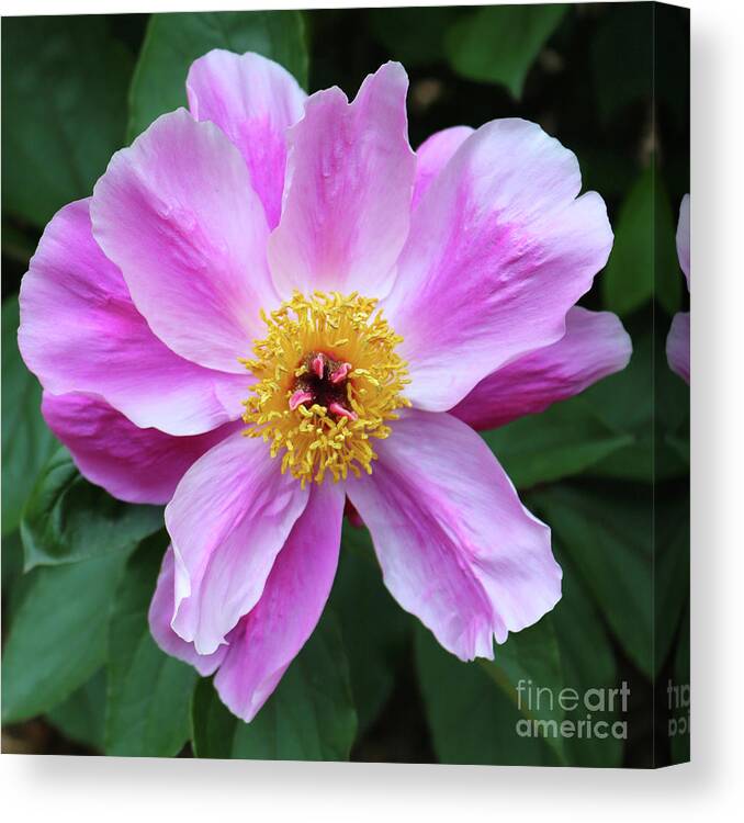 Peony Canvas Print featuring the photograph Beautiful Pink Peony by Carol Groenen
