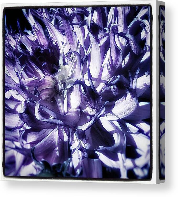 Flowerart Canvas Print featuring the photograph Beauty Out Of Chaos. No Wonder Dahlias by Mr Photojimsf
