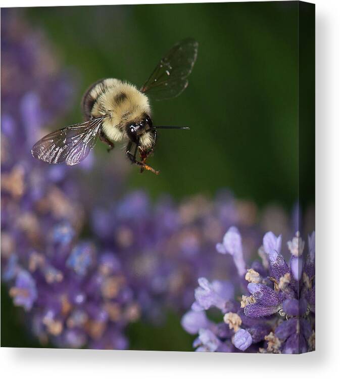 Bumblebee Canvas Print featuring the photograph Bee approaches lavender by Len Romanick