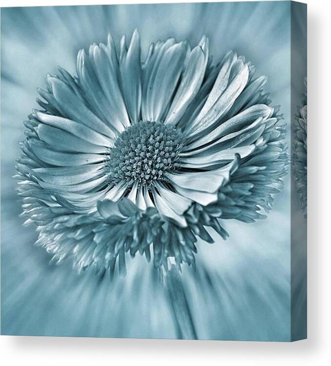 Beautiful Canvas Print featuring the photograph Bellis In Cyan 
#flower #flowers by John Edwards