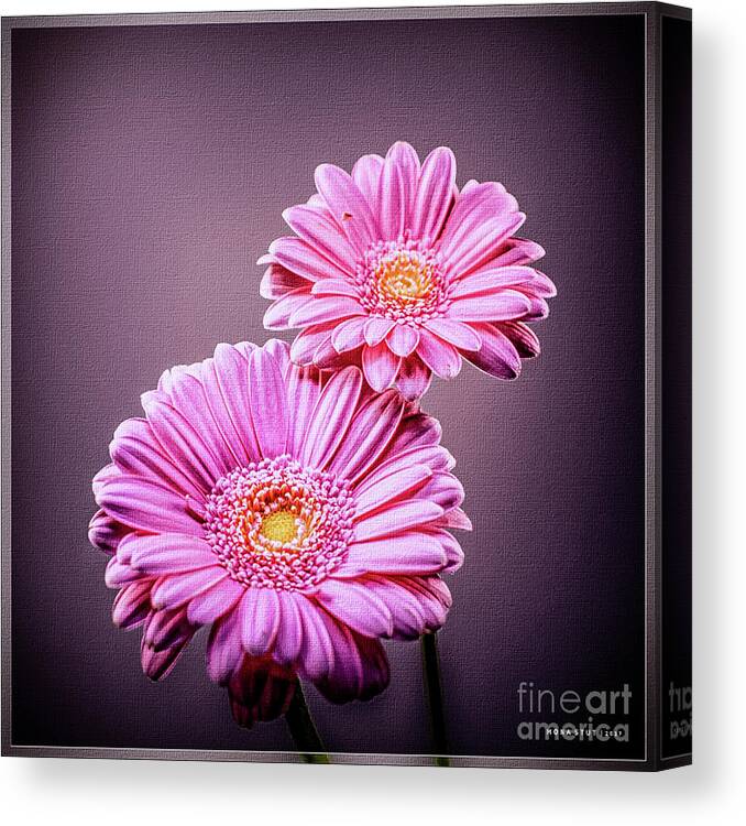 Mona Stut Canvas Print featuring the photograph Best Friends Pink by Mona Stut