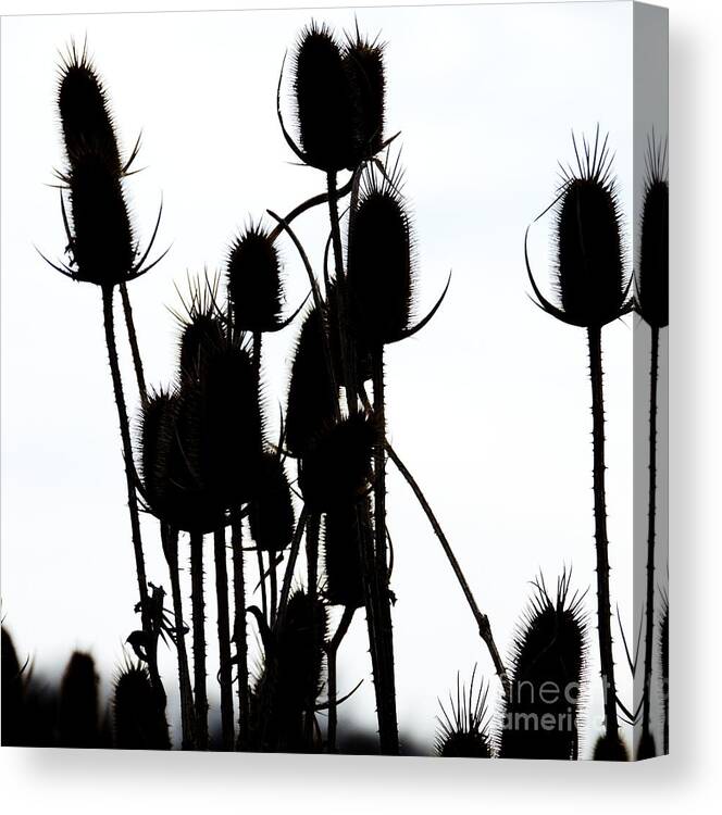 Burr Canvas Print featuring the photograph Beverly Hills Burr by Todd Sherlock