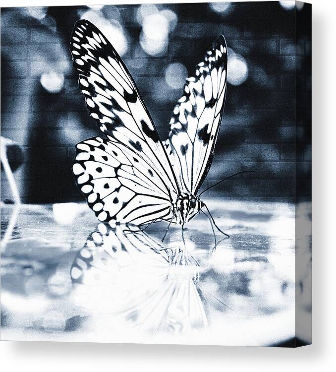 Butterfly Canvas Print featuring the photograph Big in the city by Jaroslav Buna