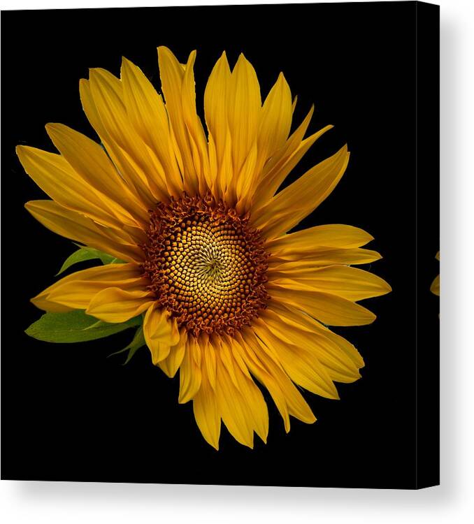 Art Canvas Print featuring the photograph Big Sunflower by Debra and Dave Vanderlaan