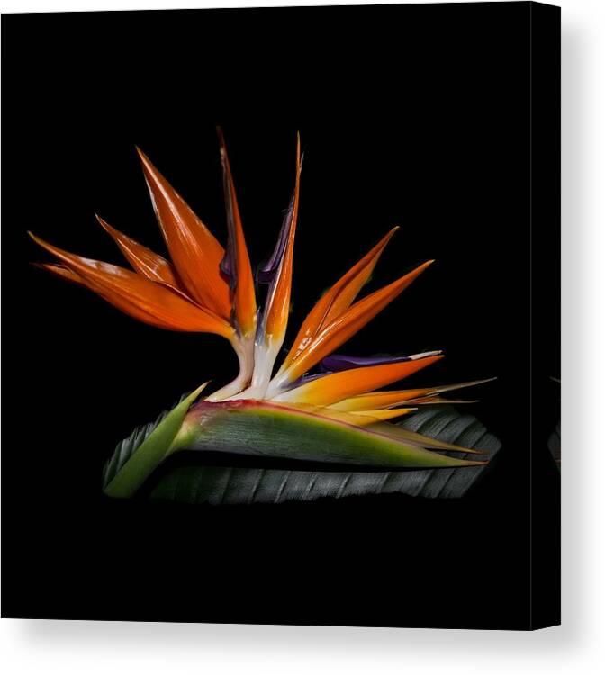 Bird Canvas Print featuring the photograph Bird in Paradise by Debra and Dave Vanderlaan