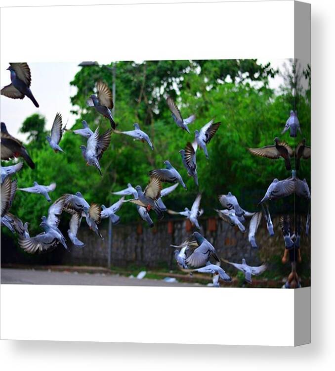 Wildlifephotography Canvas Print featuring the photograph #bird #naturelovers #wild #nature by Vikas Rathee