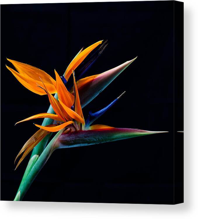 Bird Of Paradise Tropical Flowers Canvas Print featuring the photograph Bird of paradise by James Roemmling