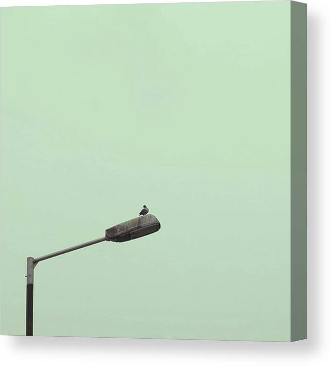 Minimal_perfection Canvas Print featuring the photograph Birdie Toilet
#pigeon #on #a by Vas Houl