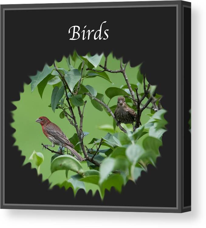Birds Canvas Print featuring the photograph Birds by Holden The Moment