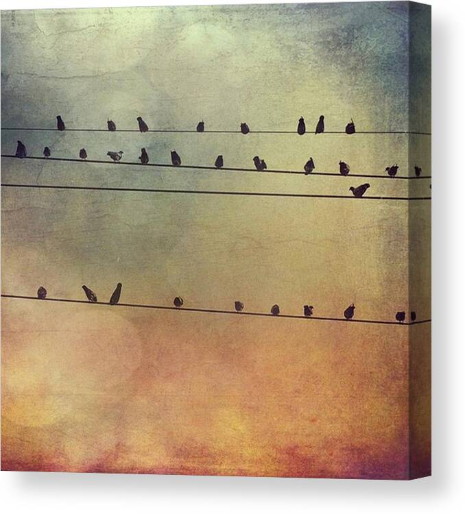 Iphone6 Canvas Print featuring the photograph Birds On The Lines #stackablesapp by Joan McCool