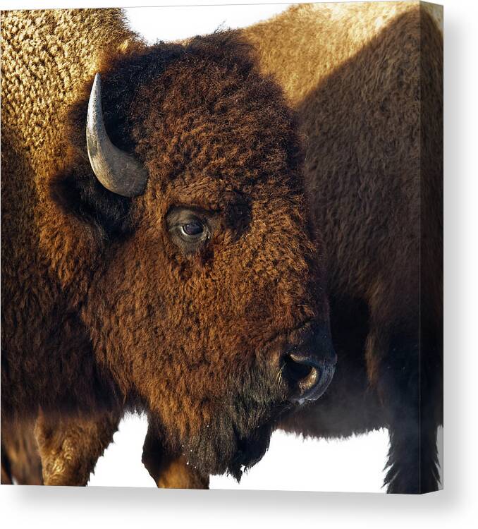 Bison Canvas Print featuring the photograph Bison by Ron McGinnis