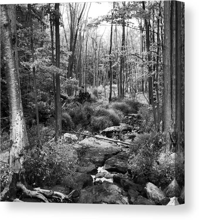 Forest Canvas Print featuring the drawing Black and White Babbling Brook by Jason Nicholas