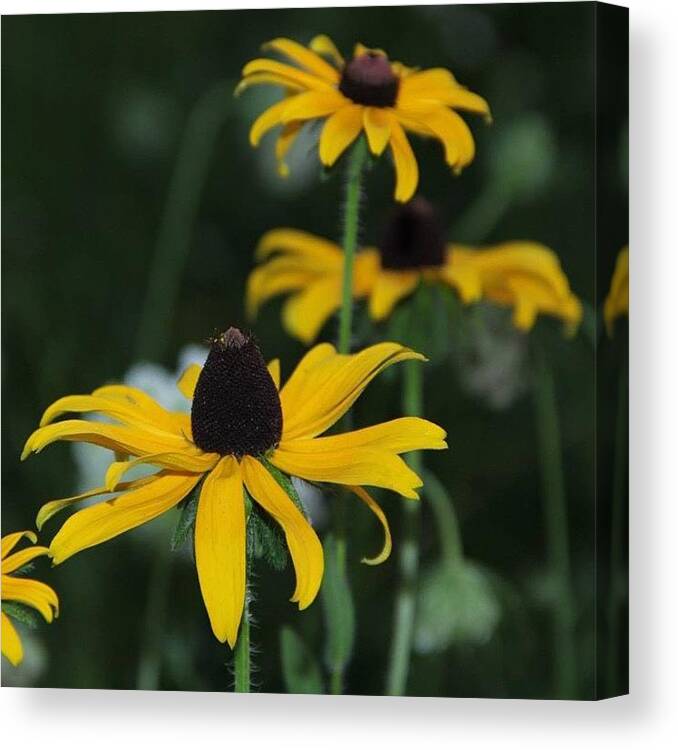 Black Eyed Susan Flower Wildflower Weed Field Summer Macro Yellow Brown Stem Close Up Canvas Print featuring the photograph Black Eyed Susans by Carey Peacock