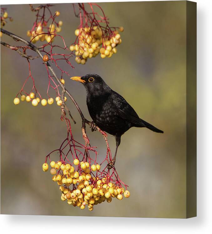 Blackbird Canvas Print featuring the photograph Blackbird Yellow Berries by Pete Walkden