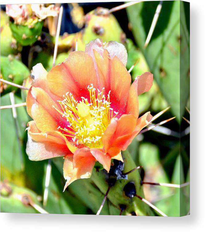 Cactus Canvas Print featuring the photograph Blood Orange Cactus Flower Bloom by Amy McDaniel