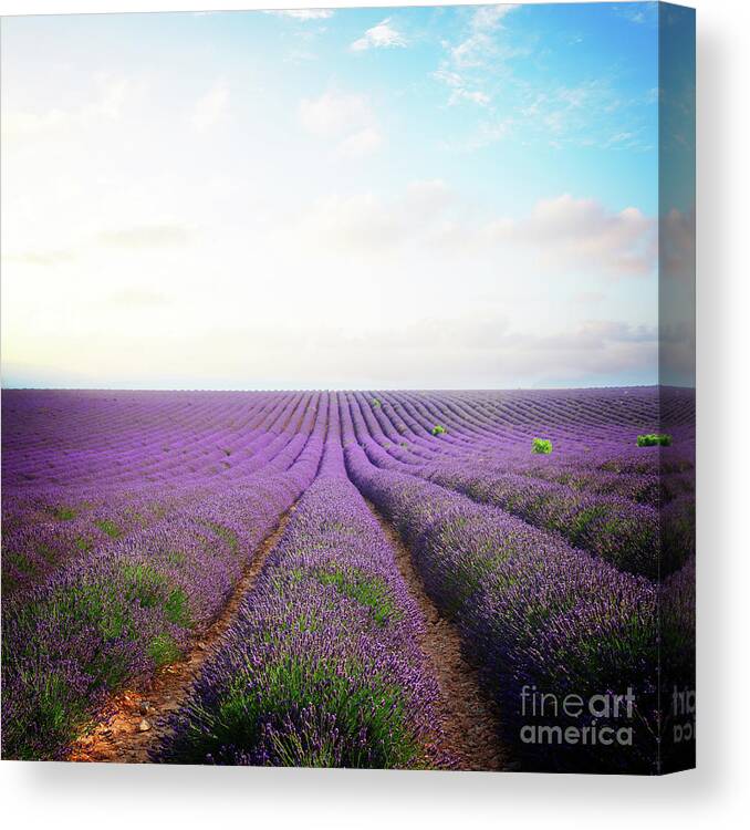 Lavender Canvas Print featuring the photograph Blooming Lavender Field Rows by Anastasy Yarmolovich