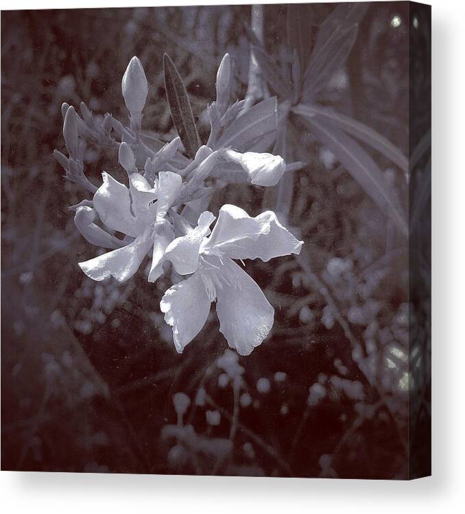 Blossom Canvas Print featuring the digital art Blossom in Shadow by Kevyn Bashore