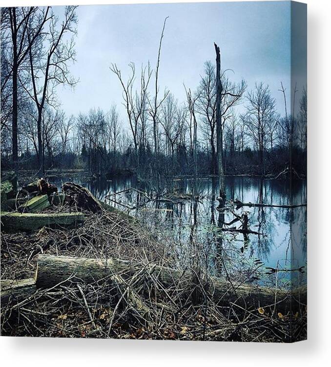 Picadaychallenge Canvas Print featuring the photograph Blue Heron Rookery; Shelby Township by Marc Bowers