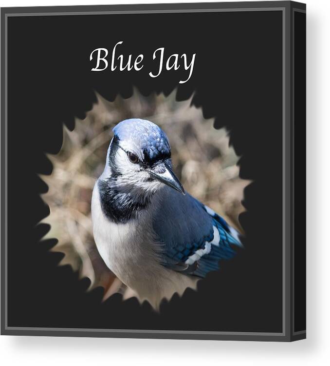 Blue Jay Canvas Print featuring the photograph Blue Jay  by Holden The Moment