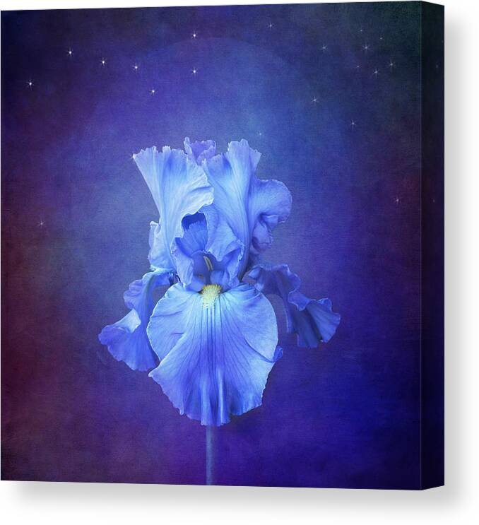 Blue Iris Flower Canvas Print featuring the photograph Blue Symphony by Marina Kojukhova