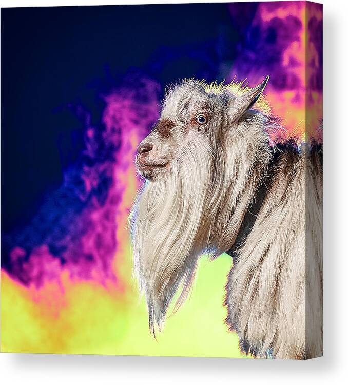 Goat Canvas Print featuring the photograph Blue The Goat In Fog by TC Morgan