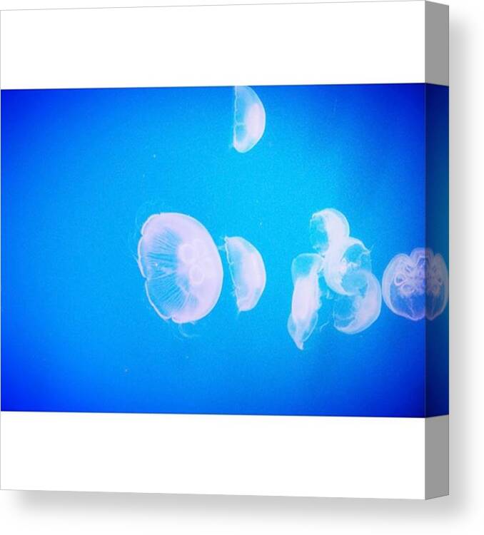  Canvas Print featuring the photograph Blue To Be Healed by Kanna Fairy