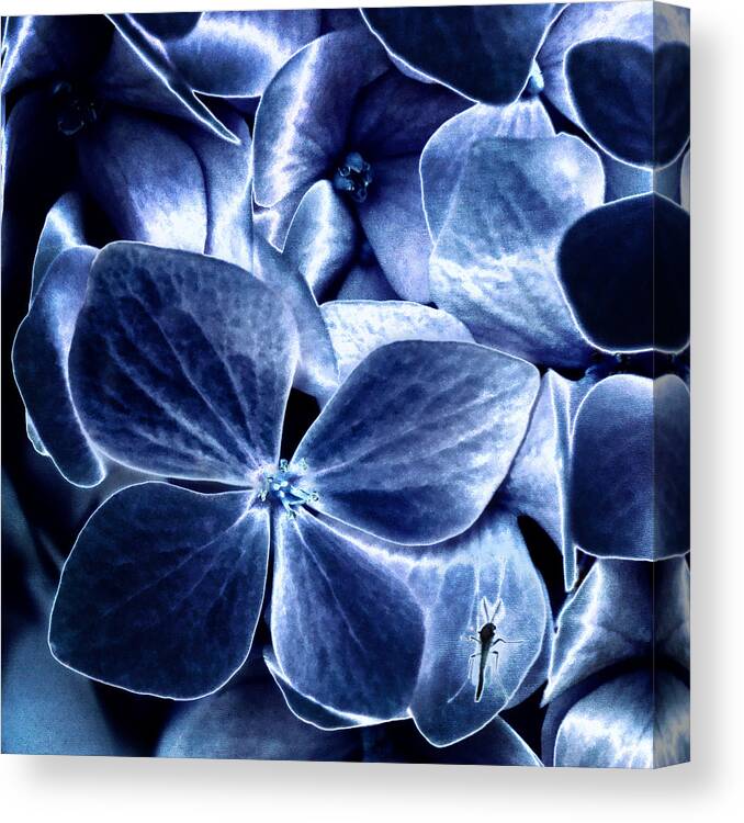 Photography Canvas Print featuring the photograph Blue Velvet by Darlene Kwiatkowski