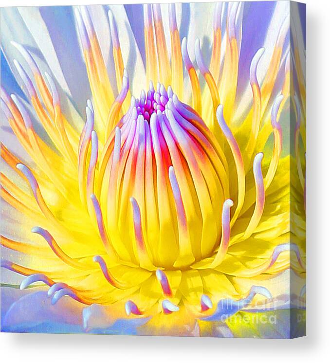  Blue Lotuses Canvas Print featuring the photograph Blue Yellow Lily by Jennifer Robin