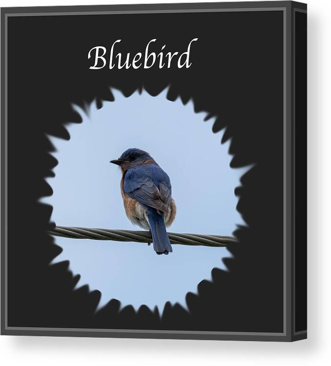 Eastern Bluebird Canvas Print featuring the photograph Bluebird by Holden The Moment