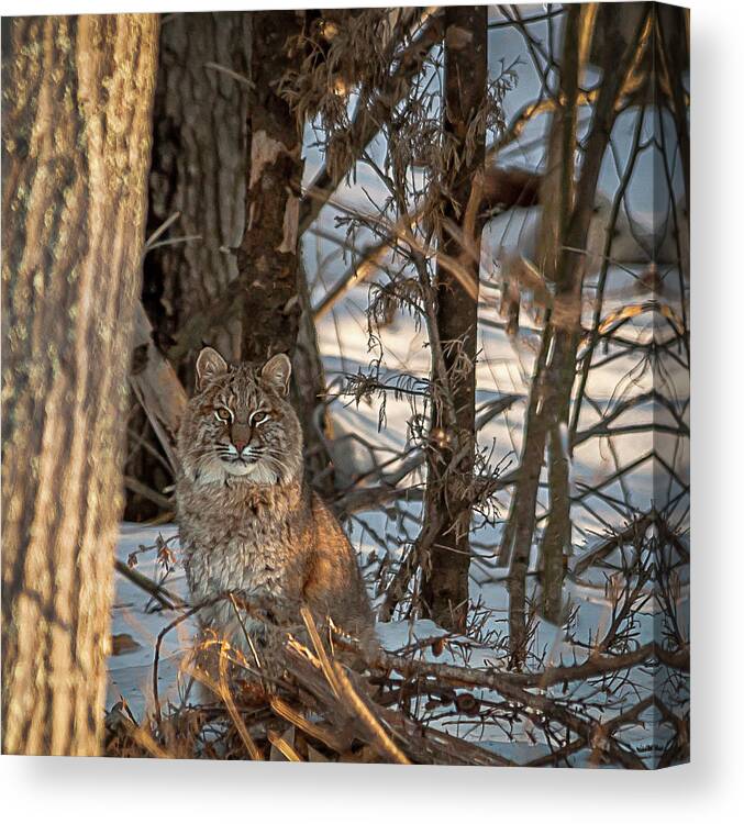Bobcat Canvas Print featuring the photograph Bobcat by Brenda Jacobs