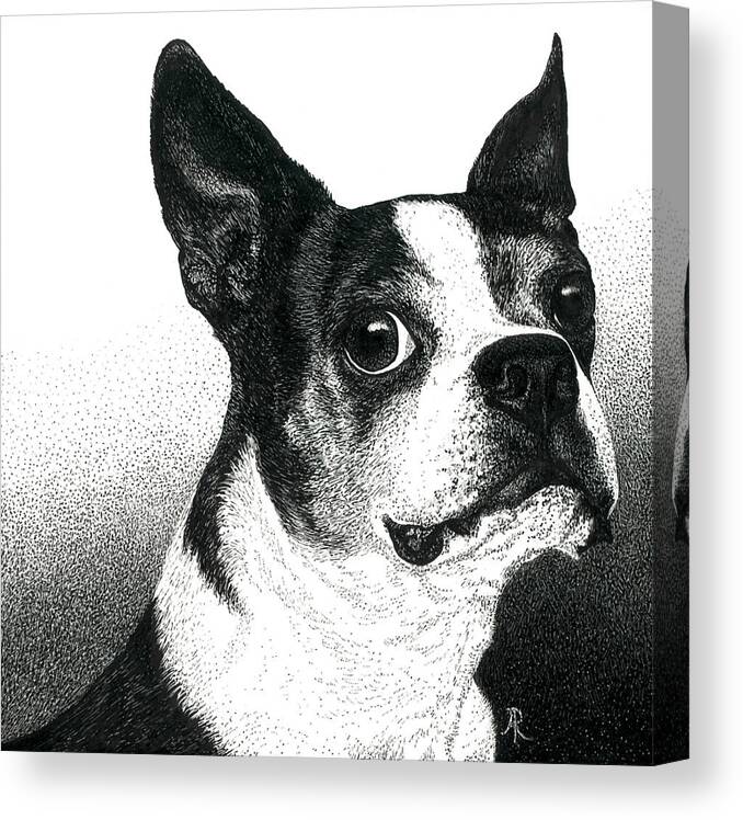 Dog Canvas Print featuring the drawing Boston Style by Ann Ranlett