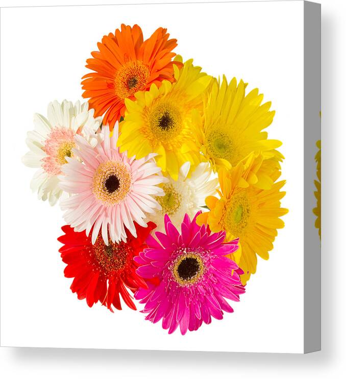 Herbera Canvas Print featuring the photograph Bouquet of Gerbera Flowers by Anastasy Yarmolovich