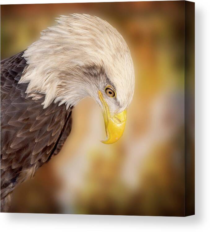 Bald Eagle Canvas Print featuring the photograph Bow Your Head and Prey by Bill and Linda Tiepelman