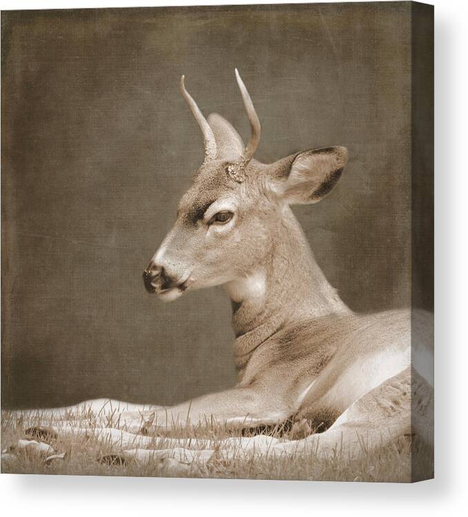 Deer Canvas Print featuring the photograph Brave by Sally Banfill