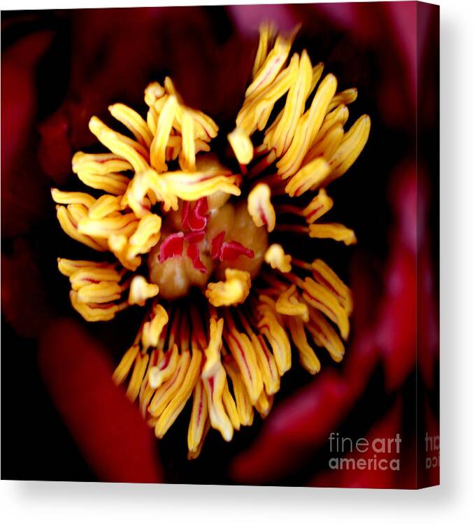 Wine Canvas Print featuring the photograph Brooding I by Valerie Fuqua