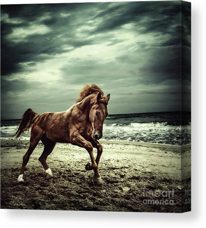 Horse Canvas Print featuring the photograph Brown horse galloping on the coastline by Dimitar Hristov