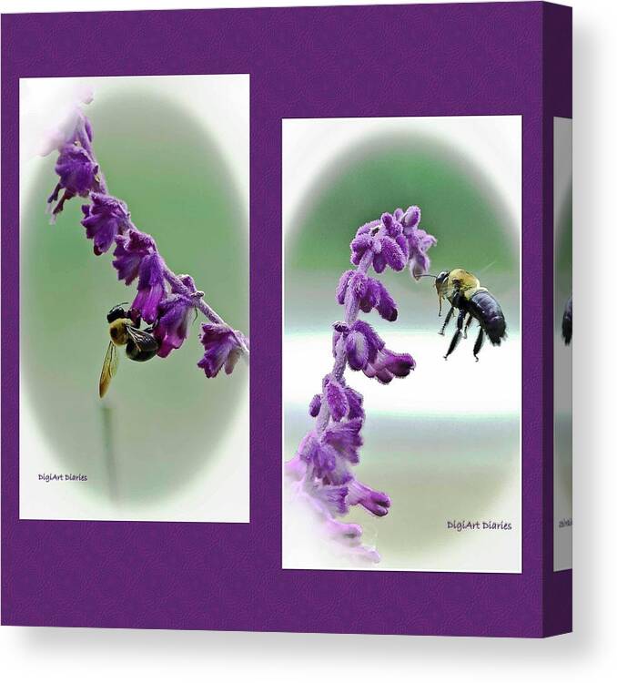 Bumblebees Canvas Print featuring the photograph Bumbling About by DigiArt Diaries by Vicky B Fuller