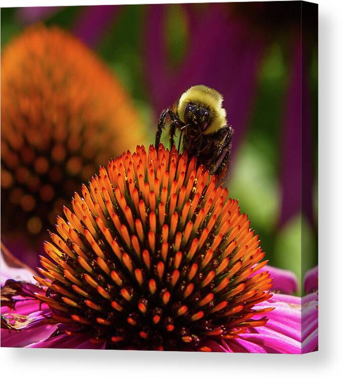 Bee Canvas Print featuring the photograph Busy as a ... Just busy by Darryl Hendricks