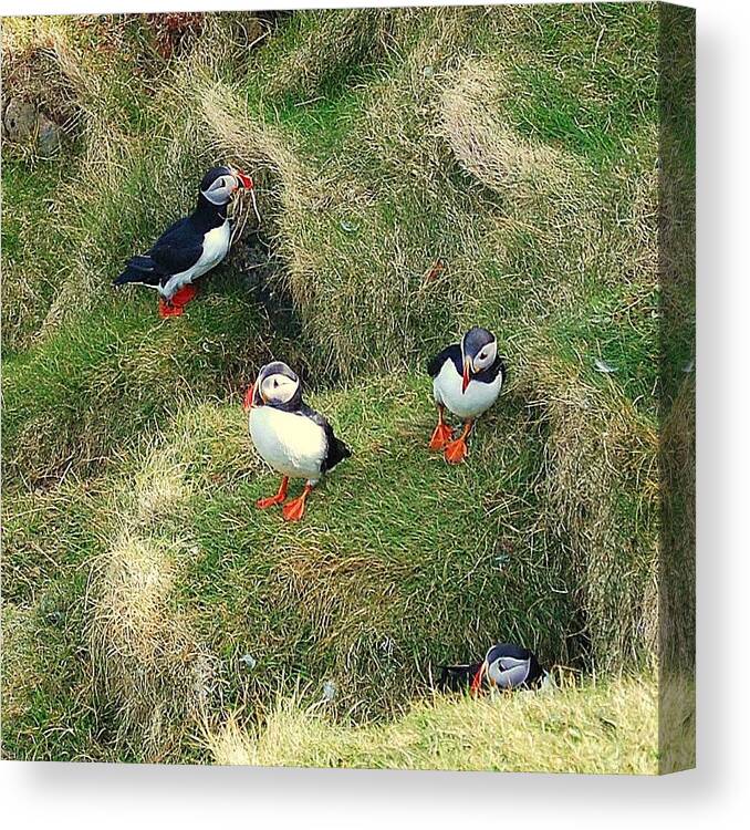 Puffins Canvas Print featuring the photograph Busy by HweeYen Ong