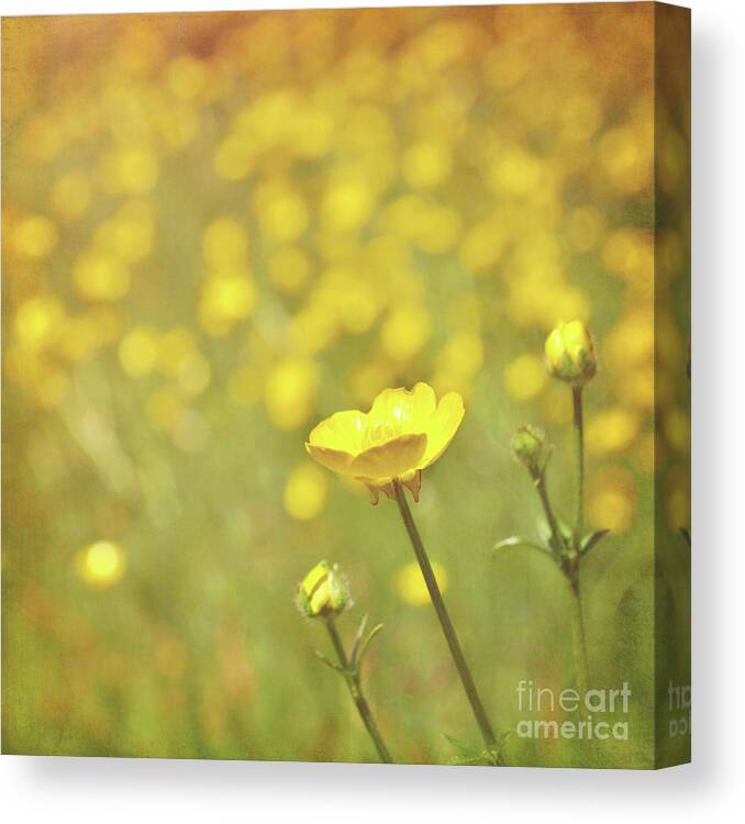 Yellow Canvas Print featuring the photograph Buttercups by Lyn Randle