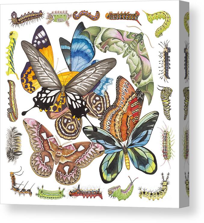Butterflies Canvas Print featuring the painting Butterflies Moths Caterpillars by Lucy Arnold