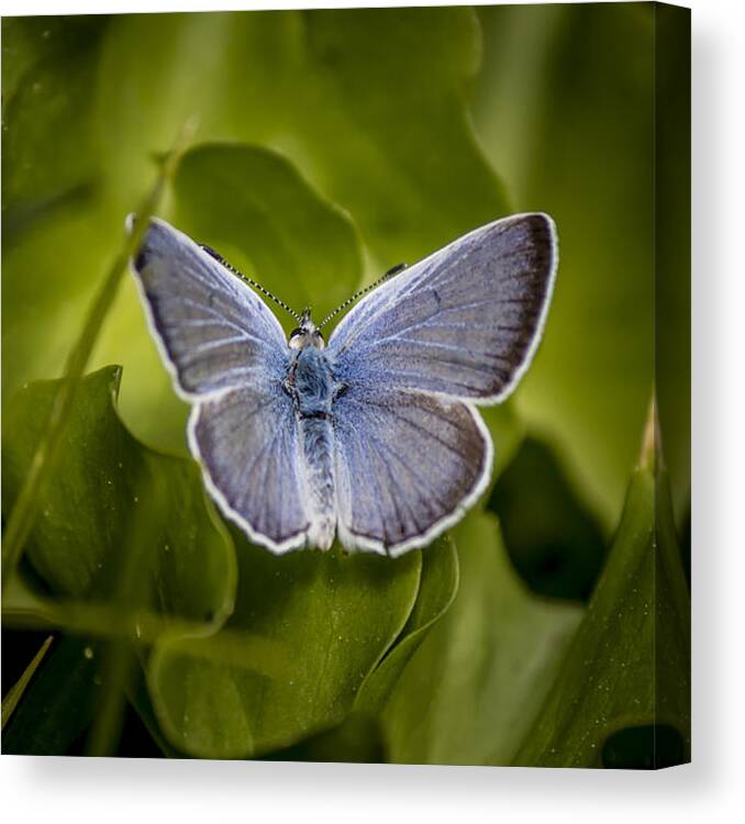  Canvas Print featuring the photograph Butterfly 11 by Reed Tim